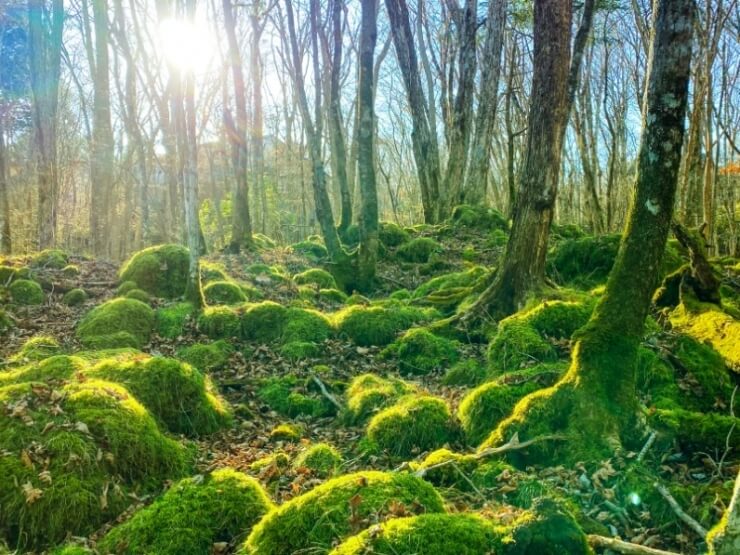 MOSS十里木キャンプリゾート