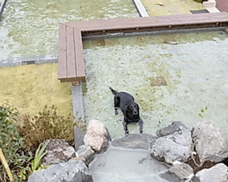 UFUFU VILLAGE | ウフフビレッジ ペットOKの水遊び場写真