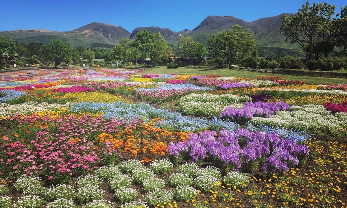 くじゅう花公園 花と星 九州 大分県 グランピング施設の比較 予約なら Glampicks