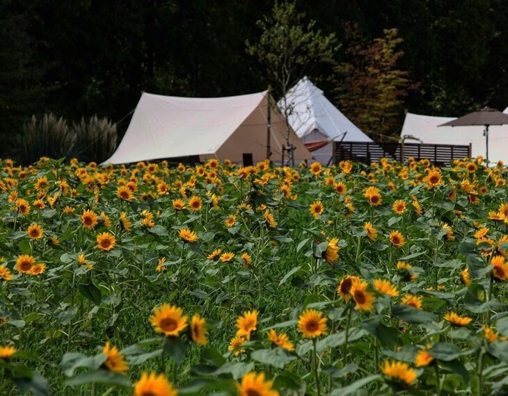 くじゅう花公園 花と星 九州 大分県 グランピング施設の比較 予約なら Glampicks