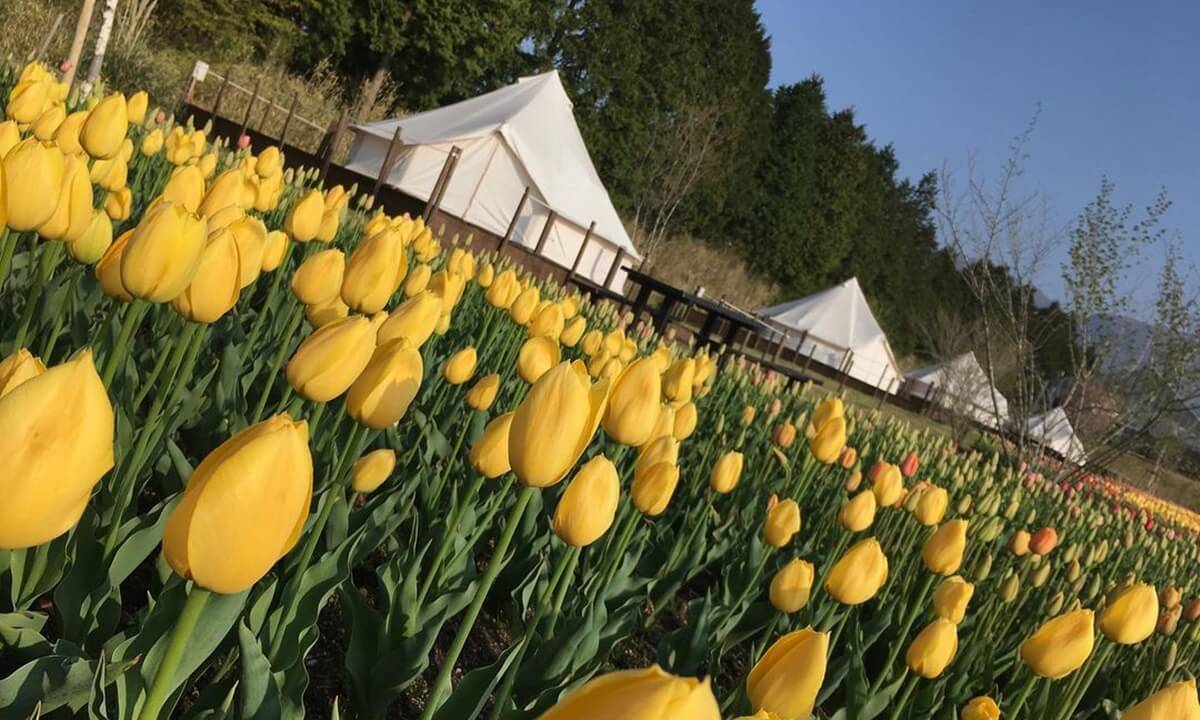 くじゅう花公園 花と星 九州 大分県 グランピング施設の比較 予約なら Glampicks