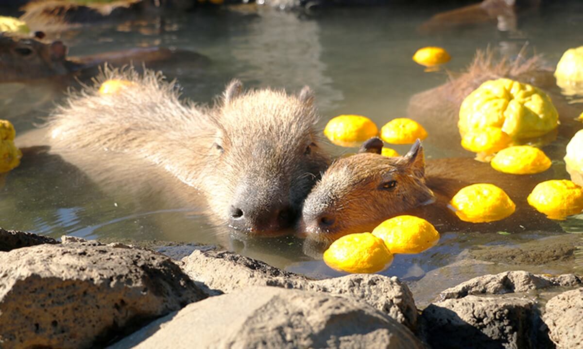 伊豆シャボテンヴィレッジ 伊豆シャボテン動物公園写真