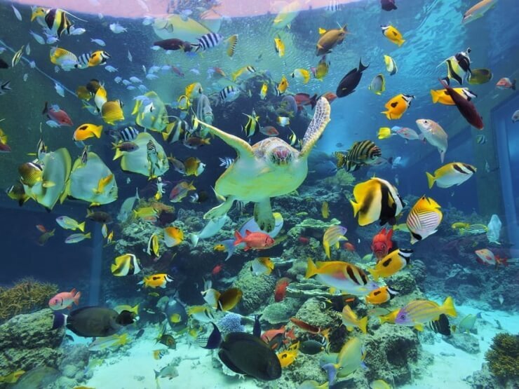 美ら海水族館の水槽