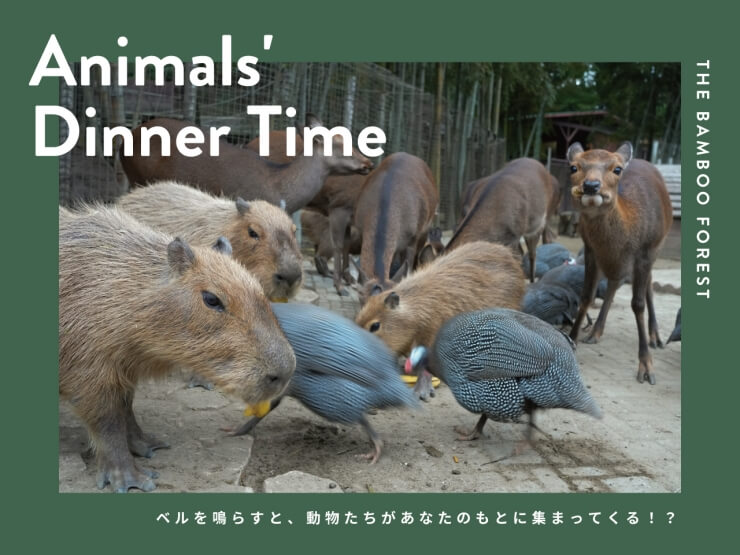 THE BAMBOO FORESTのサユリワールド特別入園のお知らせ