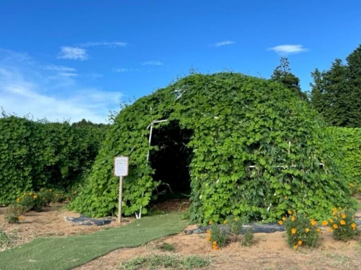 農園リゾートTHE FARMのひんやりとしたゴーヤトンネル