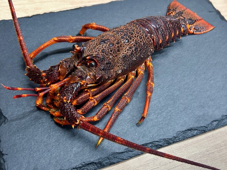 dinner_image