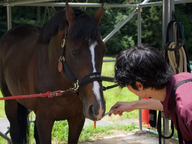 お馬さんに人参をあげている様子