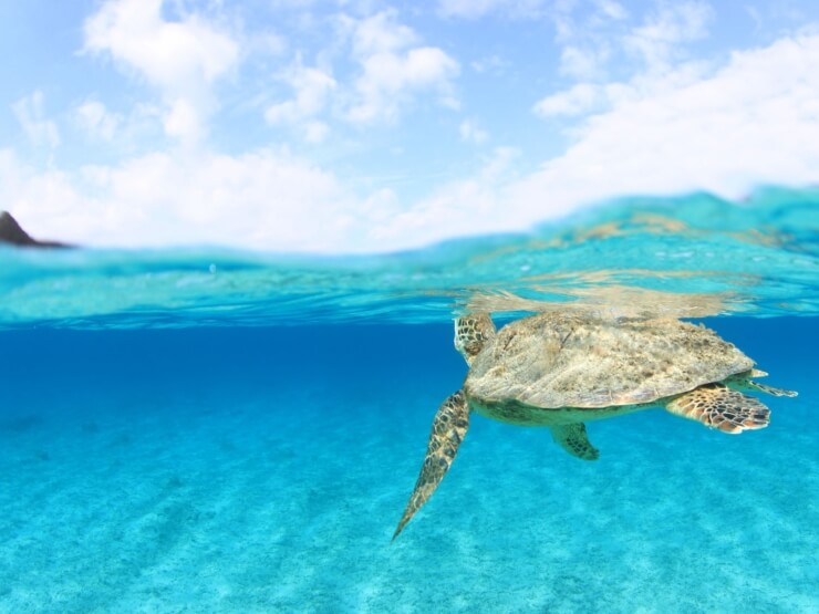 Tatazumi＠渡嘉敷島