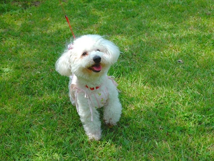 グランピングヴィレッジいぶきの里