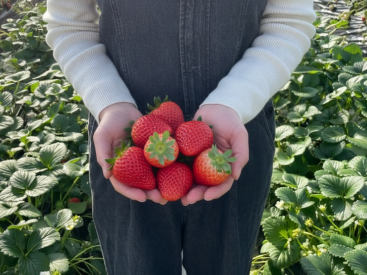 栃木県で楽しめるいちご狩り・ベリーズファンで食べることのできるいちご