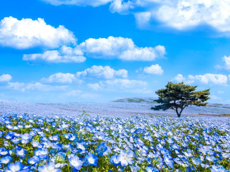 ひたち海浜公園のネモフィラ