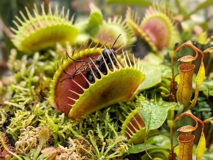 THE BOTANICAL RESORT 林音の食虫植物を調査する自由研究プラン