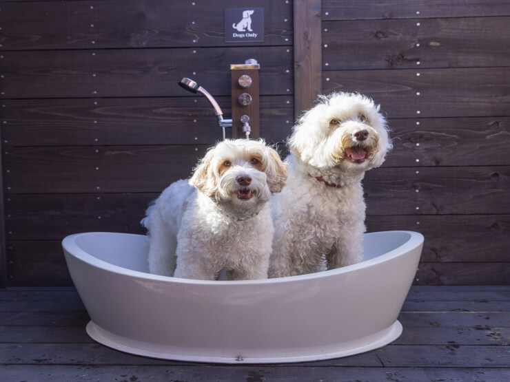ハミルズフォレスト with Dog